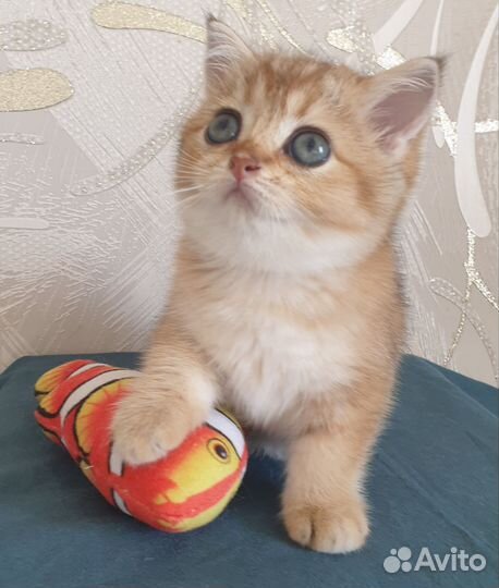 Золотая шиншилла