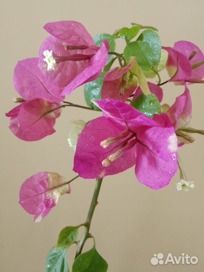 Бугенвиллия Snowcap Multi