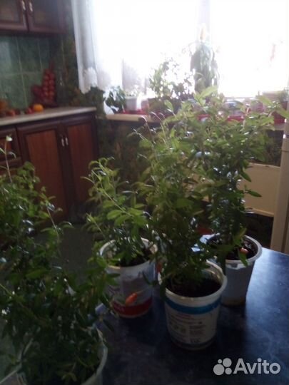 Продается комнатный гранат