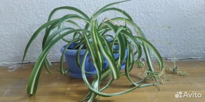 Клеродентум колеус, Каланхоэ хлорофитум