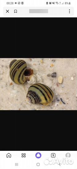 Улитки аквариумные отдам