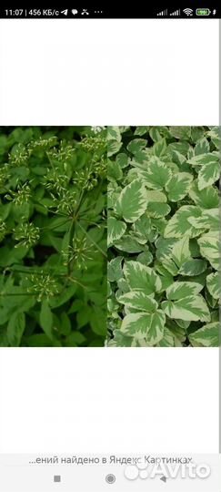 Сныть. Прекрасный ковëр для озеленения участка