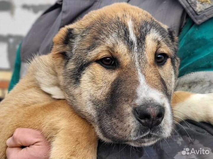 Привозные крови с Казахстана. Алабай. щенки