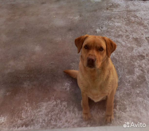 Щенки лабрадора