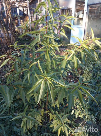 Персик морозостойкий