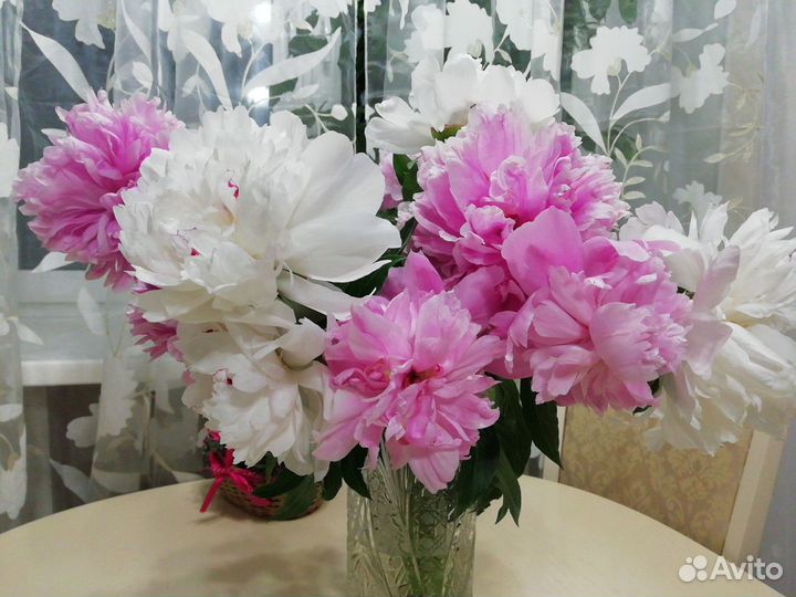 Цветы садовые, саженцы