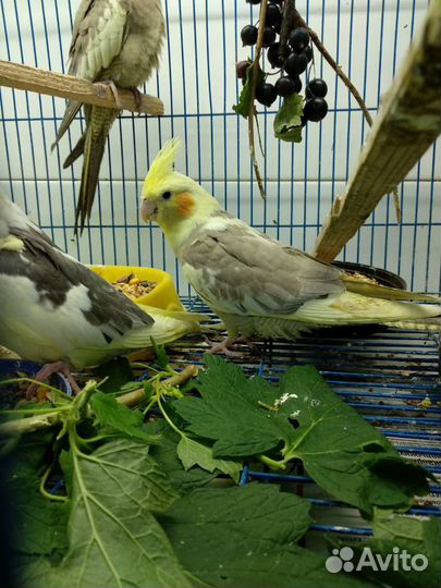 Продаётся кореллы