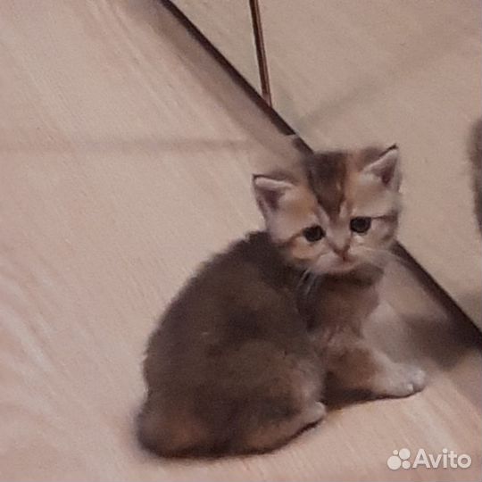 Шотландские котята