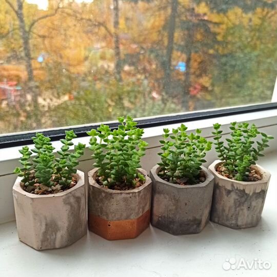 Крассула толстянка 7 видов