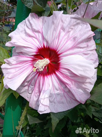 Гибискус травянистый Черри Чизкейк