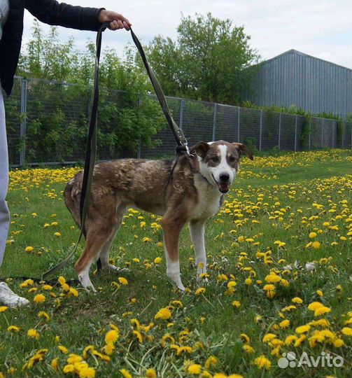 Собаки бесплатно в добрые руки