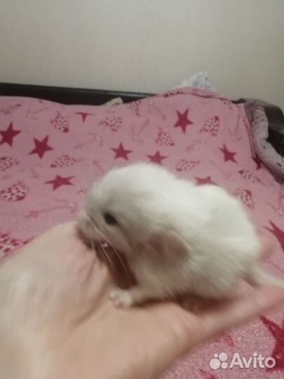 Шиншилла мальчик/девочка 3 месяца