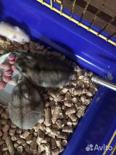 Джунгарский хомяк