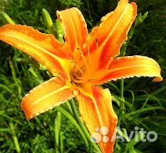 Лилейник рыжий
