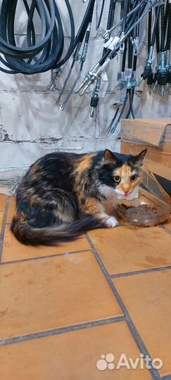 Кошка в добрые руки