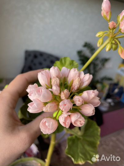 Пеларгония герань сортовая