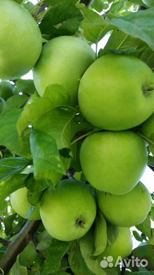 Продам яблоки