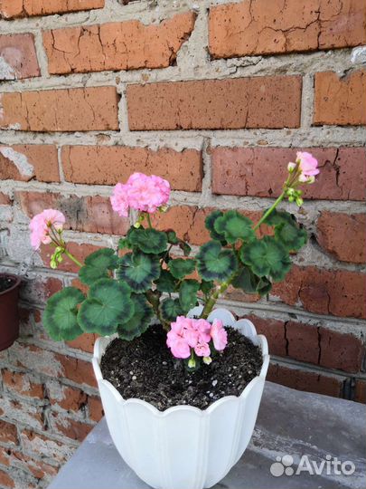 Пеларгония Passat