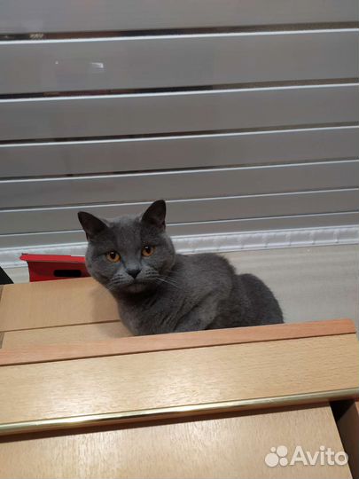 Британская кошка вязка