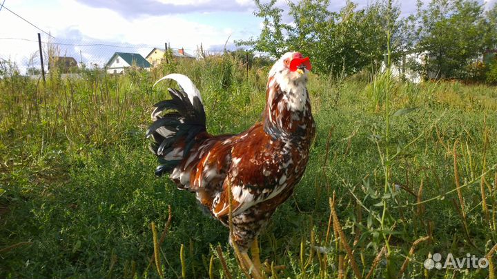 Петухи Орловской Ливенской породы