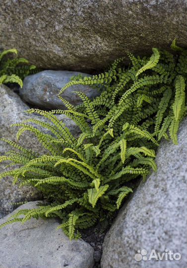 Мини-папоротник кочедыжник детки