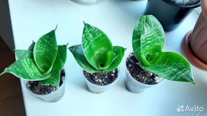 Сансевиерия ханни Гилд Эйдж