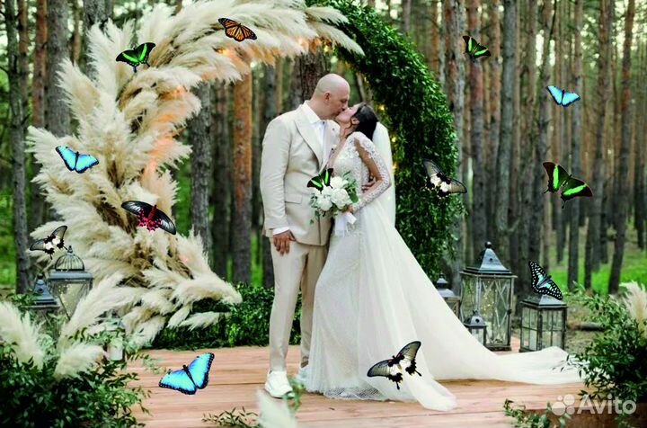 Салют из 20 Живых Тропических Бабочек с/б-318