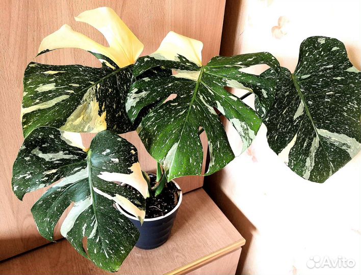 Монстера Thai Constellation