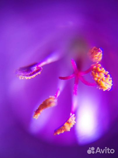 Микроскоп x60 для смартфона