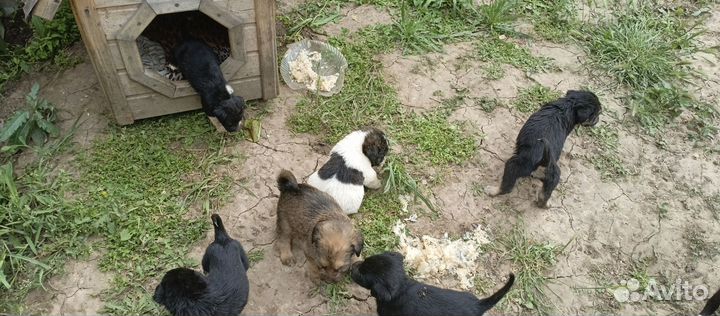 Отдам щенков в добрые руки бесплатно