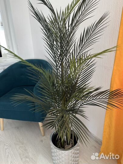 Финиковая пальма