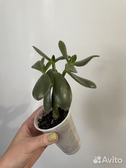 Денежное дерево толстянка крассула