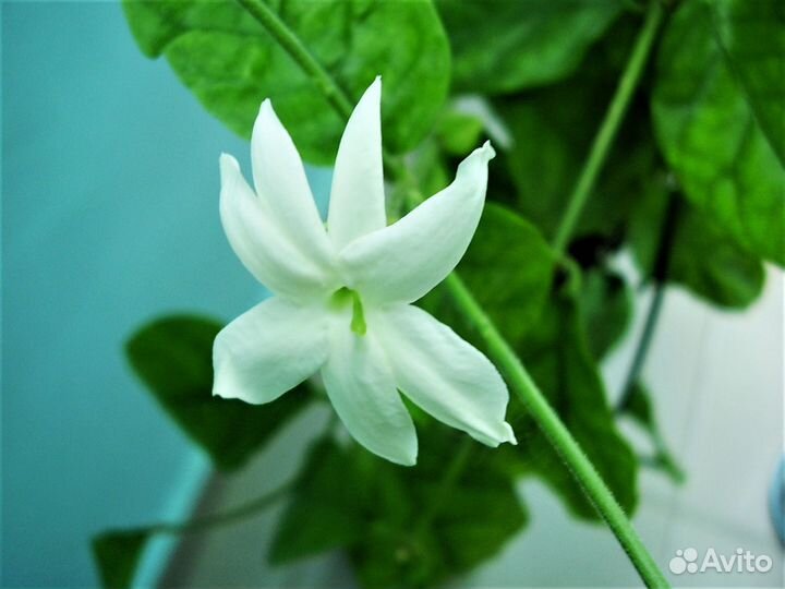 Продам жасмин комнатный