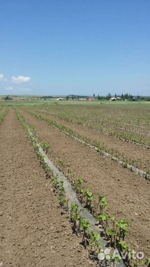 Саженцы винограда