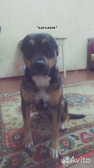 Собака в добрые руки