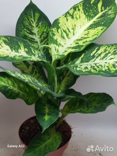 Дифенбахия сублим