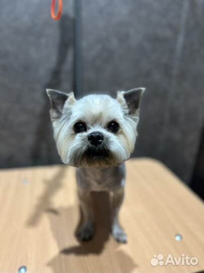 Груминг собак и кошек