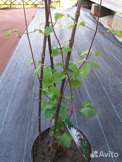 Клематис Даймонд Болл