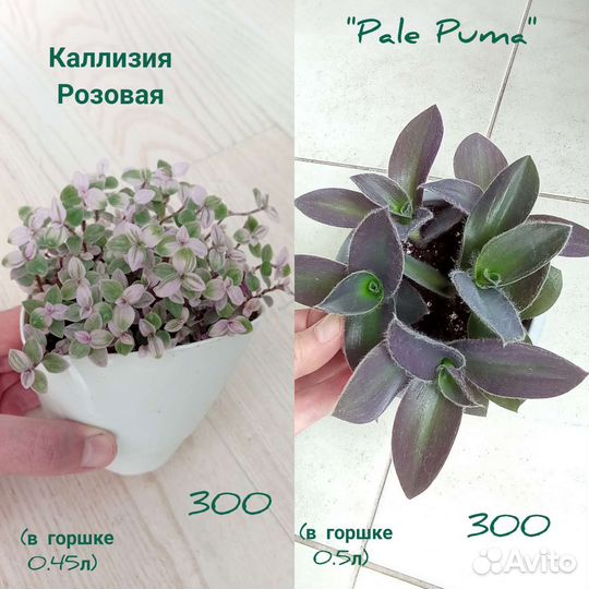 Традесканции