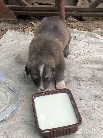 Щенок в добрые руки бесплатно