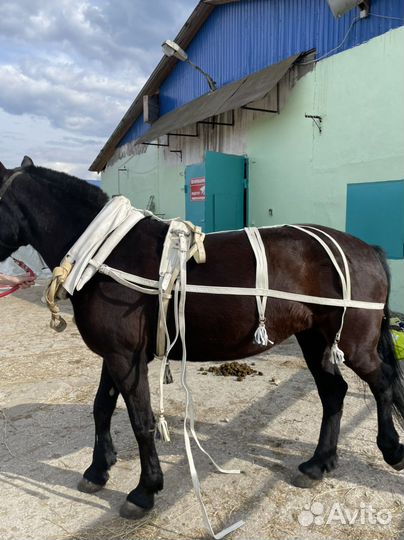 Упряжь для лошади празничная