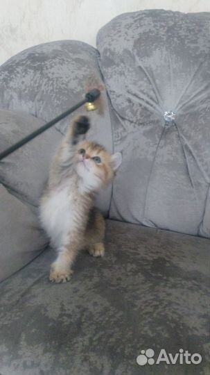 Шотландский котёнок