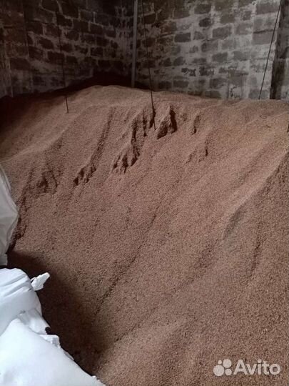 Пшеница Ячмень