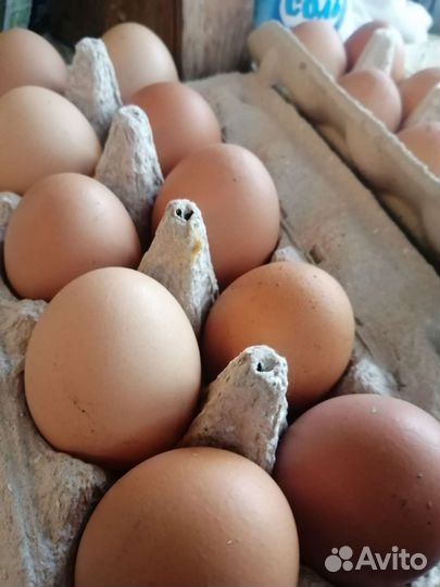 Куры молодки несушки