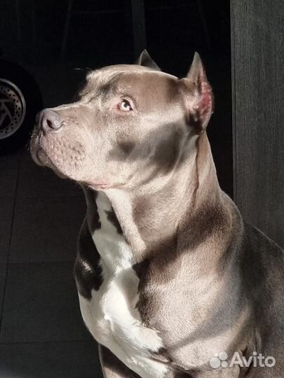 Американский булли XL вязка