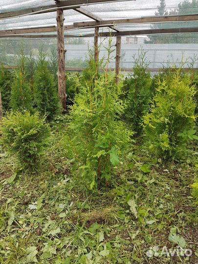 Туя брабант