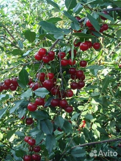 Вишня Расплетка