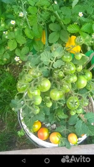 Рассада помидор томатов для подоконника и балкона
