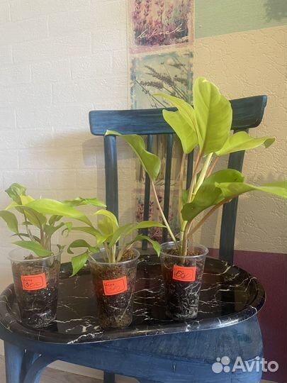 Филодендрон малай голд