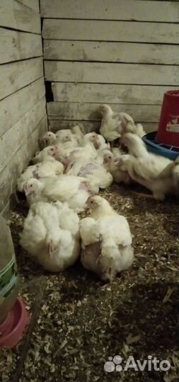 Куры бройлеры